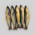 Hot Smoked Mullet (Kifal)
