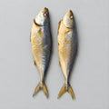 Cold Smoked Hamachi (Yellowtail)