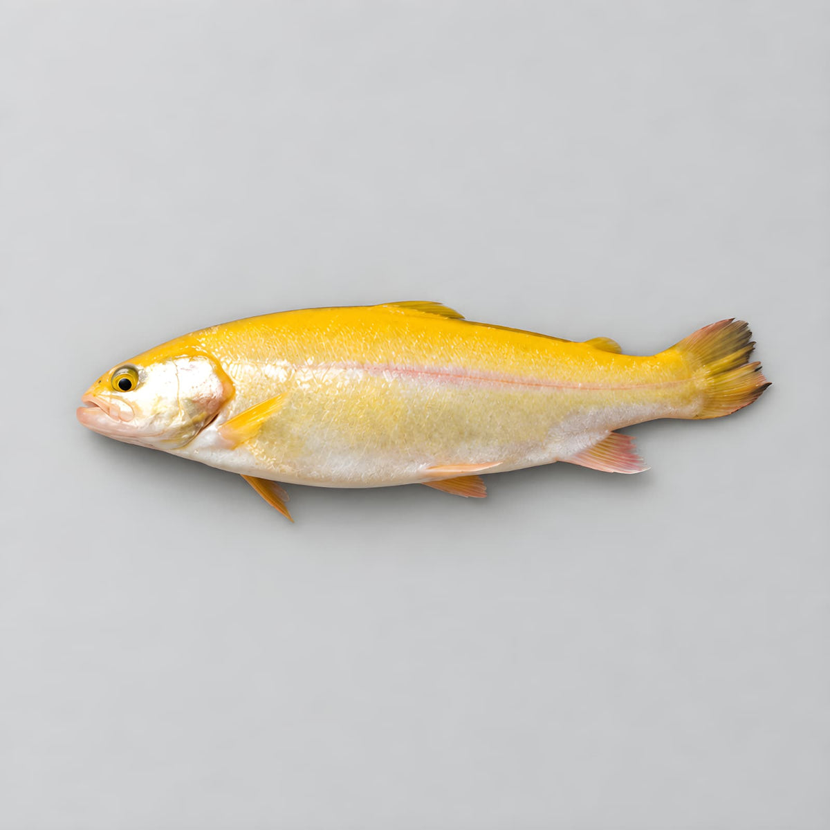 Cold Smoked Golden Trout Filet (Limited Edition)