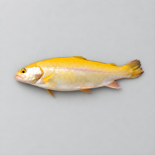 Cold Smoked Golden Trout Filet (Limited Edition)