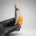 Cured & Dried Smelt With Caviar from Ukraine "Koryushka"
